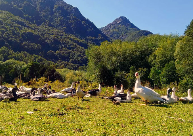 Granja Chankin Trankurra